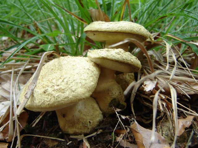 boletus albidus?